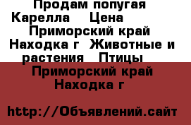 Продам попугая “Карелла“ › Цена ­ 4 500 - Приморский край, Находка г. Животные и растения » Птицы   . Приморский край,Находка г.